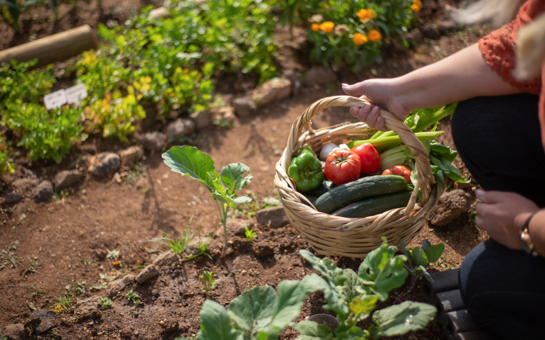 Easy Vegetables for Beginner Gardeners: Get Started with a Green Thumb