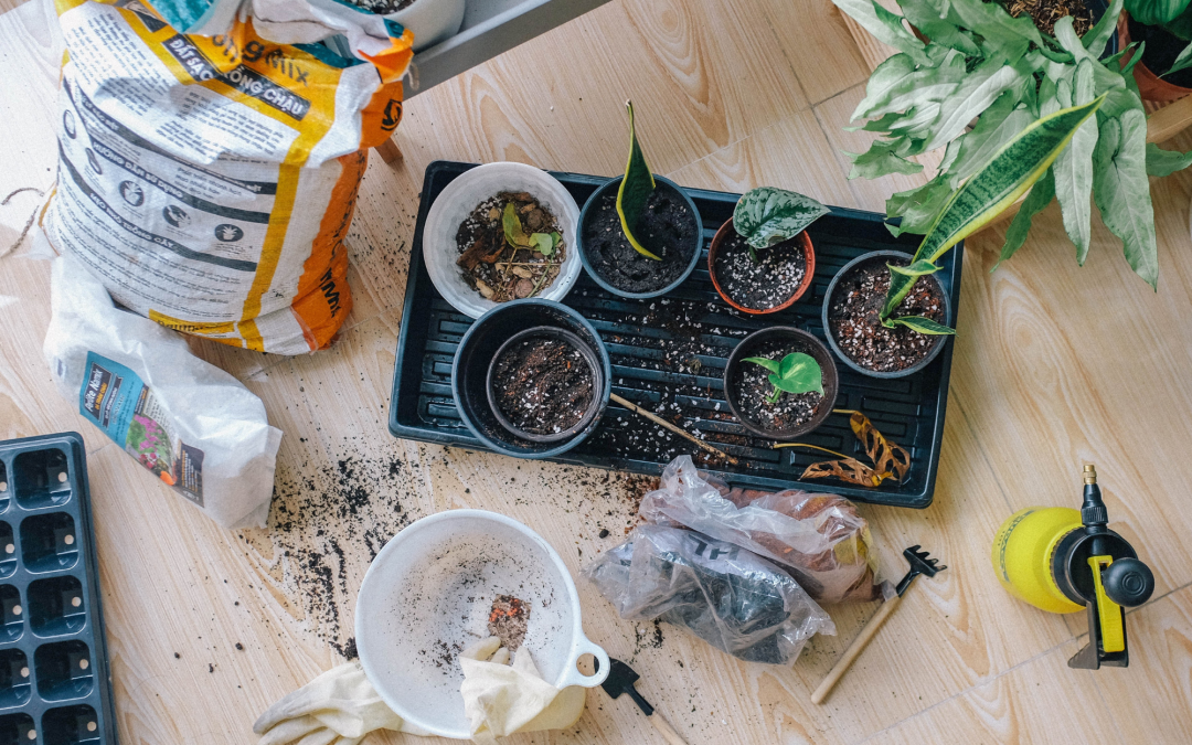 A Step-by-Step Guide on How to Successfully Repot a Plant