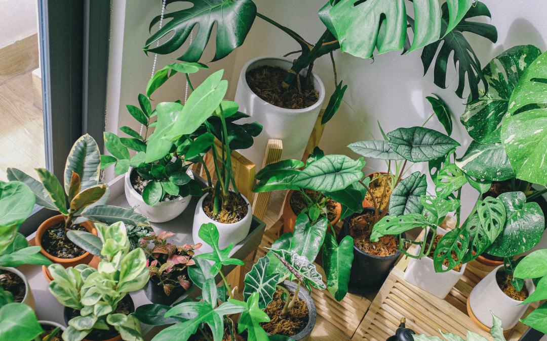 The Benefits of Indoor Plants: Why You Should Add Some Greenery to Your Home